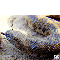 گونه کور مار تارتاری Tatar Sand Boa